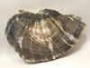 Petrified Wood Woodworthia Polished Slab Arizona #O2123-83