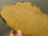 Petrified Wood Polished Slab Yakima Canyon, WA #O134-3