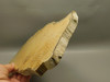 Petrified Wood Polished Slab Yakima Canyon, WA #O134-3