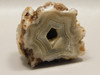Polka Dot Agate Nodule Unpolished Rock Chuckwalla Springs California #O1