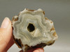 Polka Dot Agate Nodule Unpolished Rock Chuckwalla Springs California #O1
