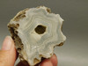 Polka Dot Agate Nodule Unpolished Rock Chuckwalla Springs California #O1