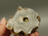 Polka Dot Agate Nodule Unpolished Rock Chuckwalla Springs California #O1