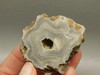 Polka Dot Agate Nodule Unpolished Rock Chuckwalla Springs California #O1