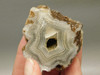 Polka Dot Agate Nodule Unpolished Rock Chuckwalla Springs California #O1
