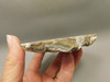 Crazy Lace Agate Stone Endcut Unpolished Rough Rock Mexico #O24