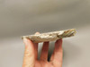 Crazy Lace Agate Stone Endcut Unpolished Rough Rock Mexico #O24