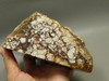 Wild Horse Unpolished Rough Rock Lapidary Arizona #O24