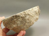 Wild Horse Unpolished Rough Rock Lapidary Arizona #O24