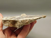 Wild Horse Unpolished Rough Rock Lapidary Arizona #O25