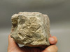 Wild Horse Unpolished Rough Rock Lapidary Arizona #O26