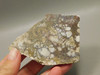 Wild Horse Unpolished Thick Slab Rough Rock Lapidary Arizona #O28