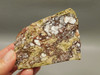 Wild Horse Unpolished Thick Slab Rough Rock Lapidary Arizona #O29