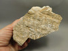 Spotted Fawn Stone or Tigilitis Lapidary Rough Rock #O2