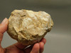 Spotted Fawn Stone or Tigilitis Lapidary Rough Rock #O4