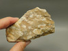 Spotted Fawn Stone or Tigilitis Lapidary Rough Rock #O6