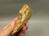 Spotted Fawn Stone or Tigilitis Lapidary Rough Rock #O6