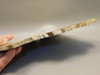 Petrified Wood Polished Slab Vantage Washington #O154-2