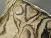Petrified Wood Polished Slab Vantage Washington #O154-2