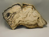 Petrified Wood Polished Slab Vantage Washington #O154-2