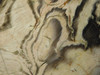 Petrified Wood Polished Slab Vantage Washington #O154-2