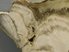 Petrified Wood Polished Slab Vantage Washington #O154-2