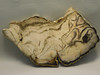Petrified Wood Polished Slab Vantage Washington #O154-2