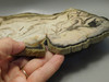 Petrified Wood Polished Slab Vantage Washington #O154-2