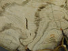 Petrified Wood Polished Slab Vantage Washington #O154-2