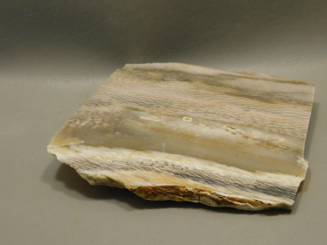 Petrified Wood Sycamore Lapidary Stone Slab Rough Rock Fossil #O4