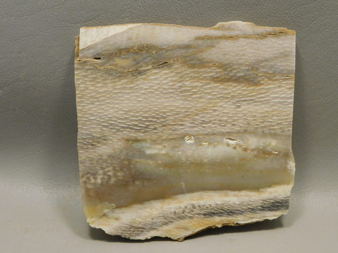 Petrified Wood Sycamore Lapidary Stone Slab Rough Rock Fossil #O4