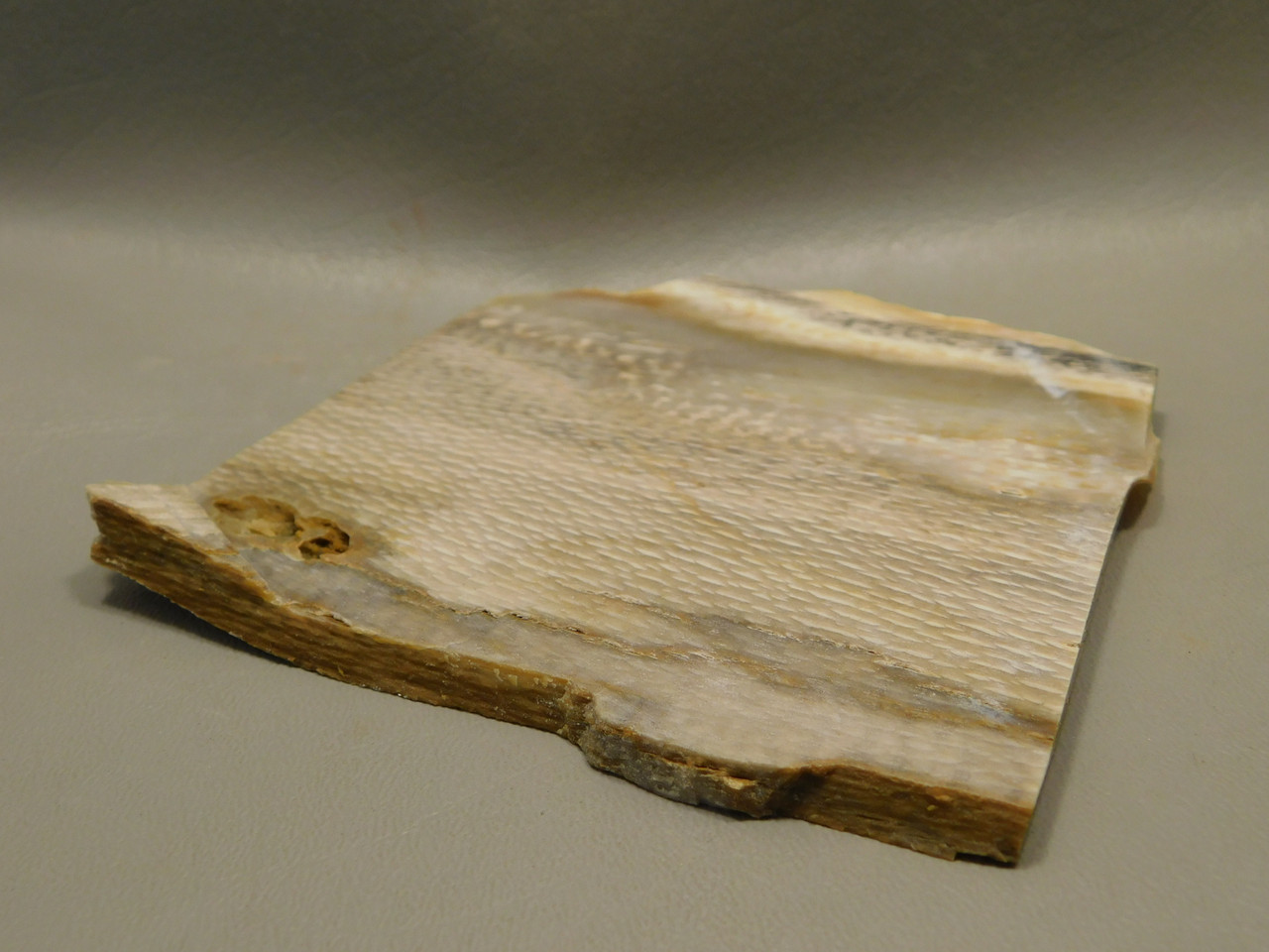 Petrified Wood Sycamore Lapidary Stone Slab Rough Rock Fossil #O4