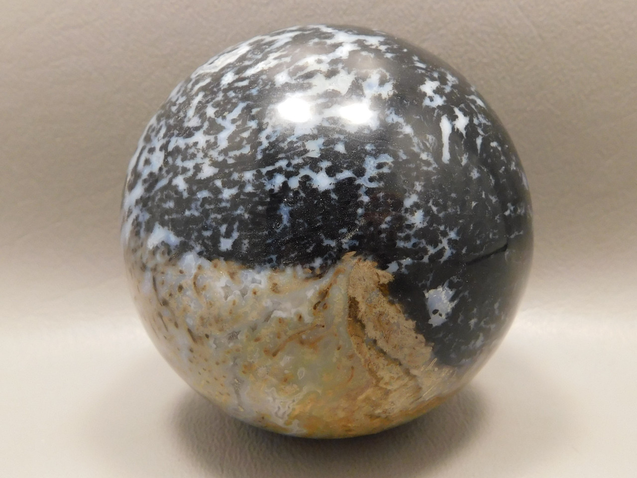 Petrified Palm Wood Root Ball 2.75 inch Sphere Fossil Indonesia #O13