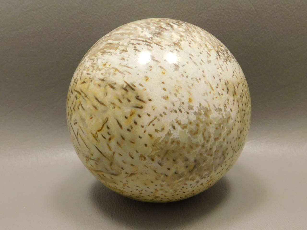 Petrified Wood Sphere  2.5 inch Stone Indonesia Palm #O14