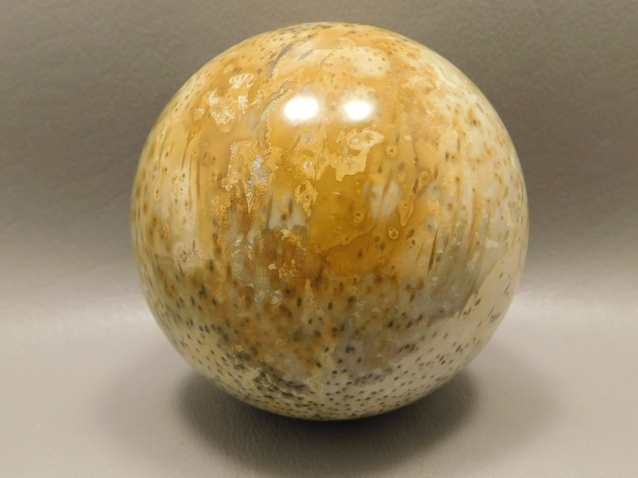 Petrified Wood Sphere  2.5 inch Stone Indonesia Palm #O14