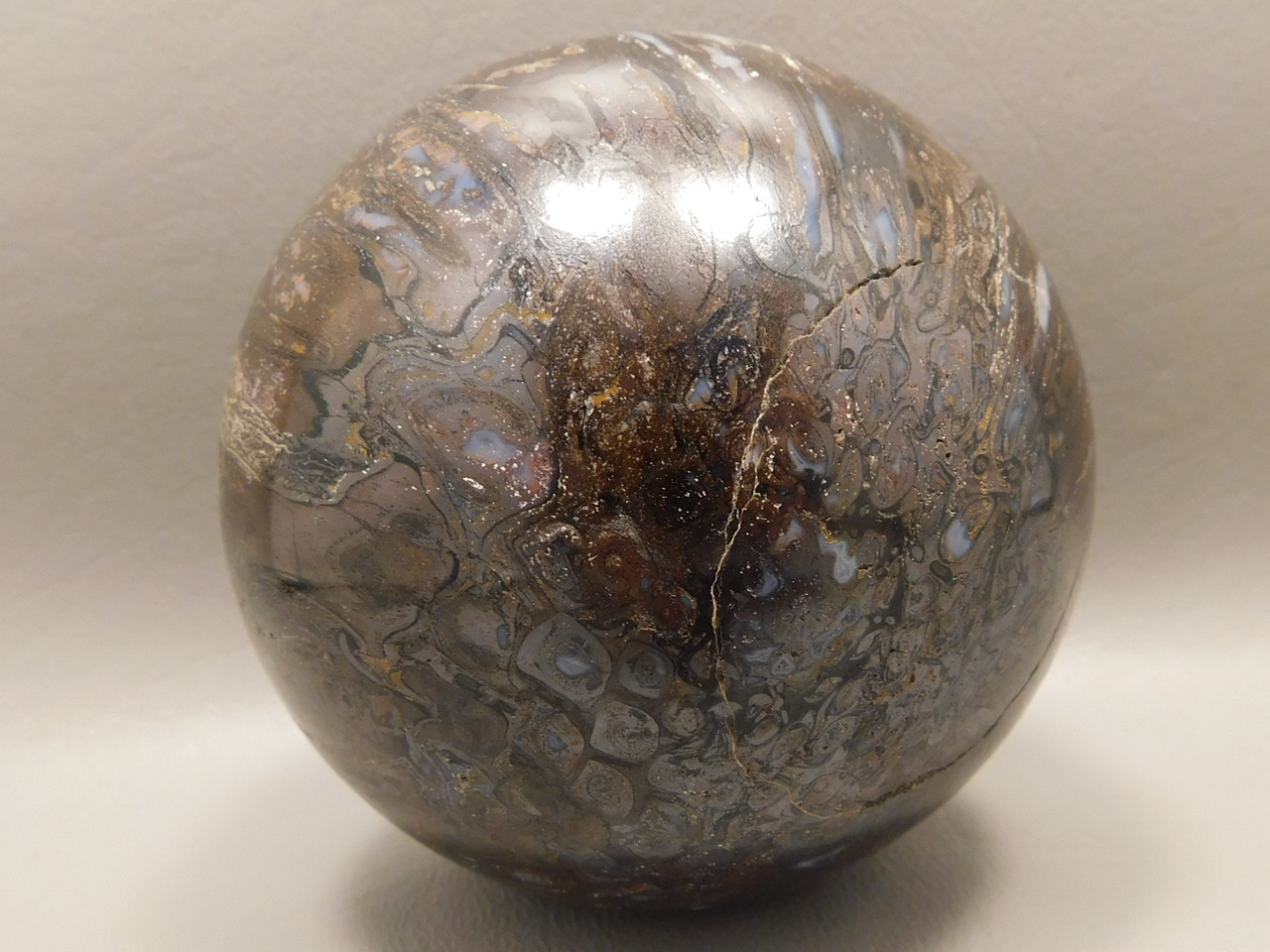 Petrified Paleosmunda Wood 3 inch Sphere Australia Rare Fossil #O2
