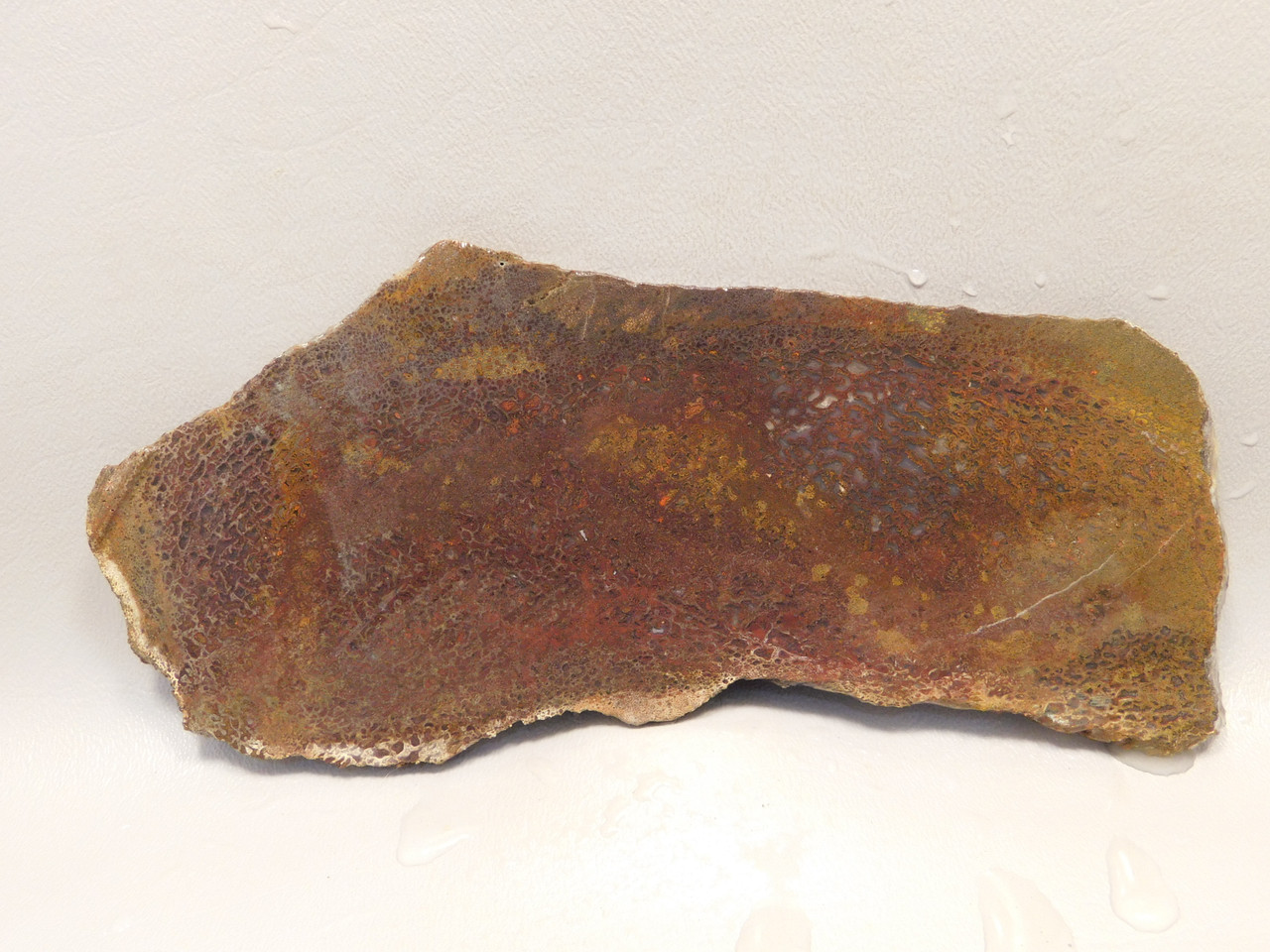 Petrified Dinosaur Bone Lapidary Stone Slab Rough Rock Fossilized #O7