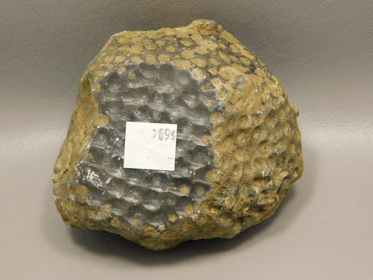 Agatized Coral Bowl Ashtray Fossilized Rock Jewelry Trinket  #O1