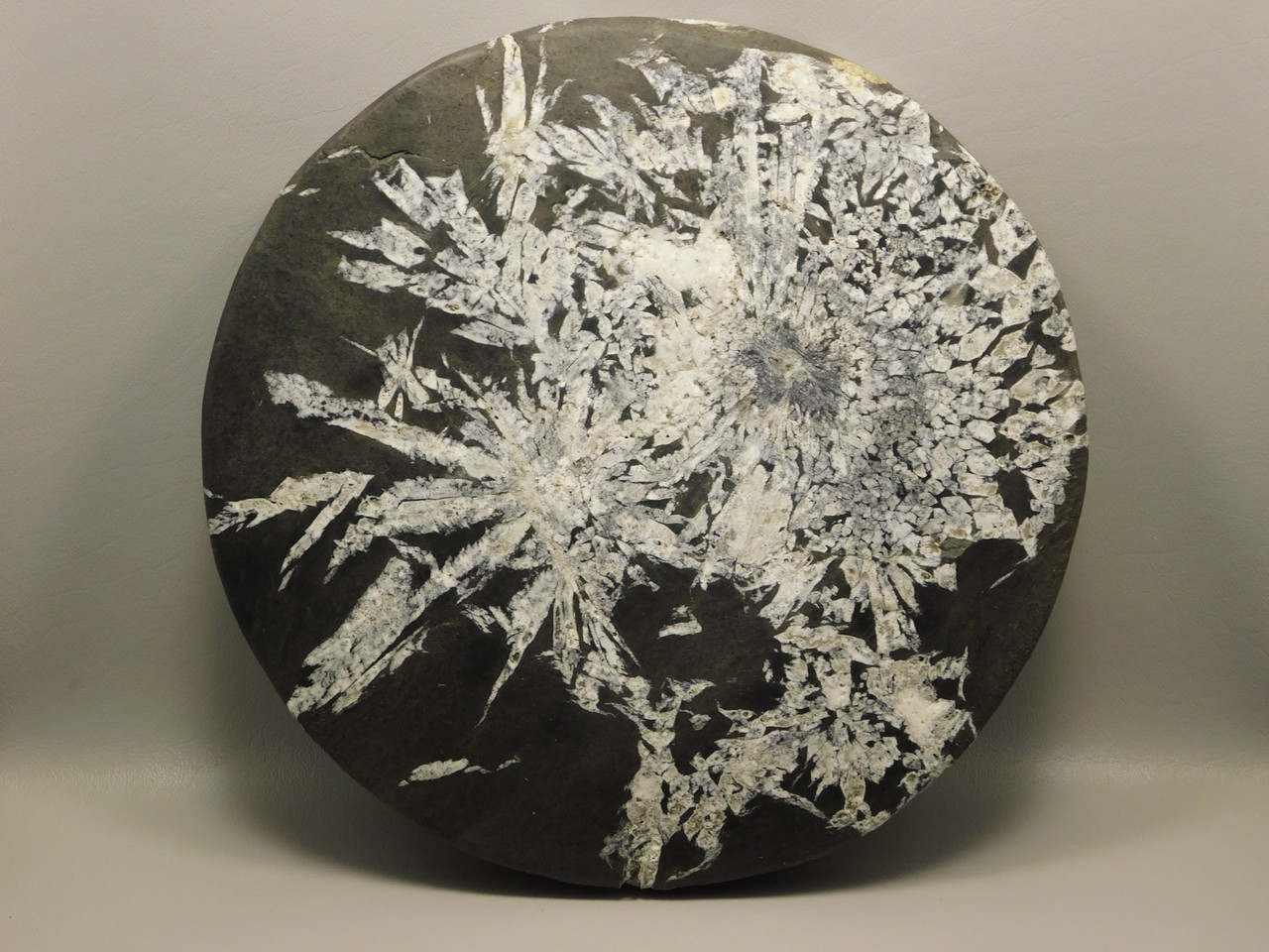 Chrysanthemum Stone Large Plate 9.5 inch Natural Decorator Rock #O21