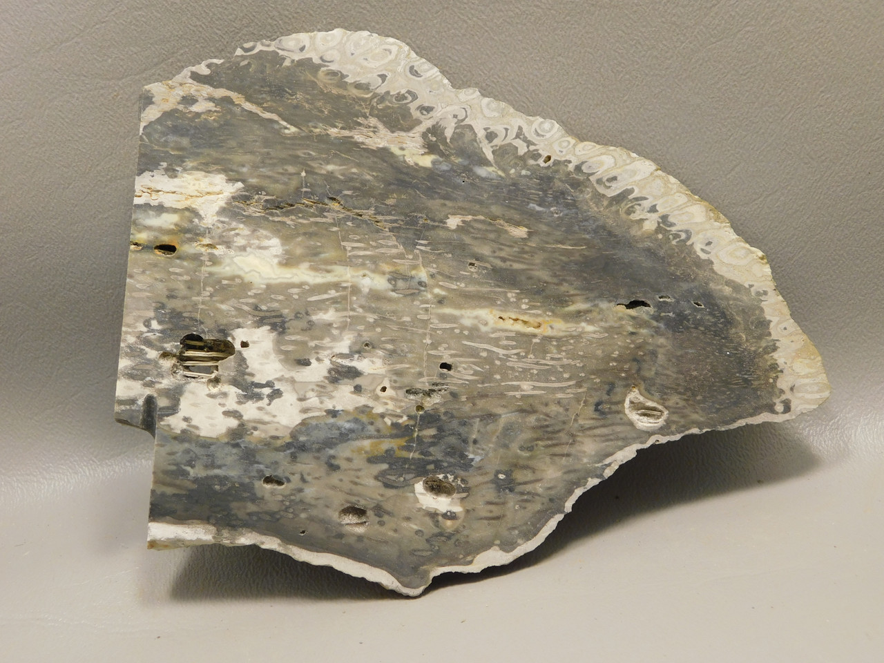 Petrified Palm Wood Rough Rock Stone Slab Fossilized Indonesia #O7