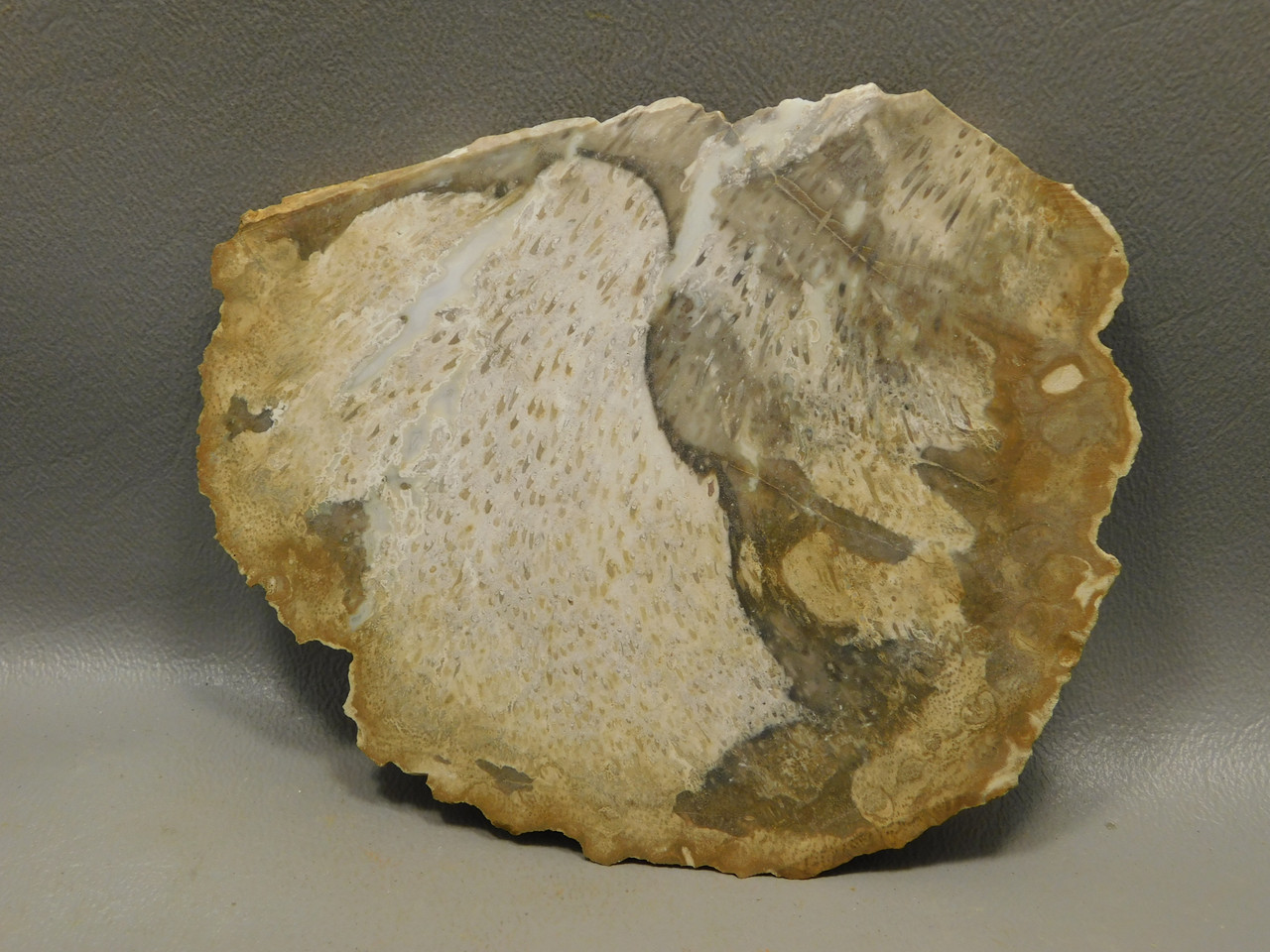 Petrified Palm Wood Rough Rock Stone Slab Fossilized Indonesia #O8