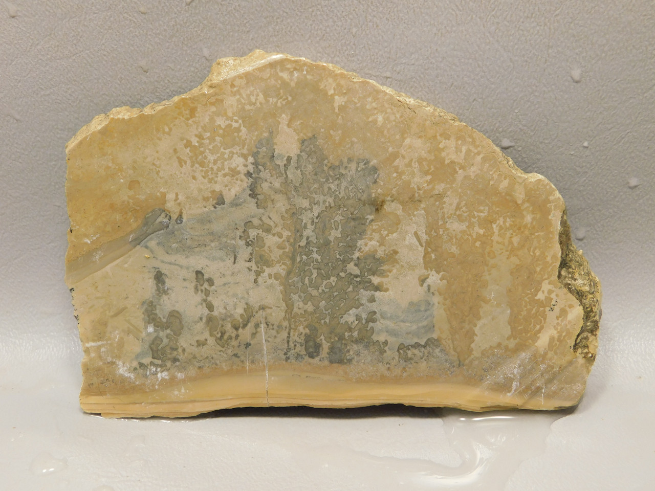 Cotham Marble Unpolished Stone Slab Stromatolite Rough Rock #O14
