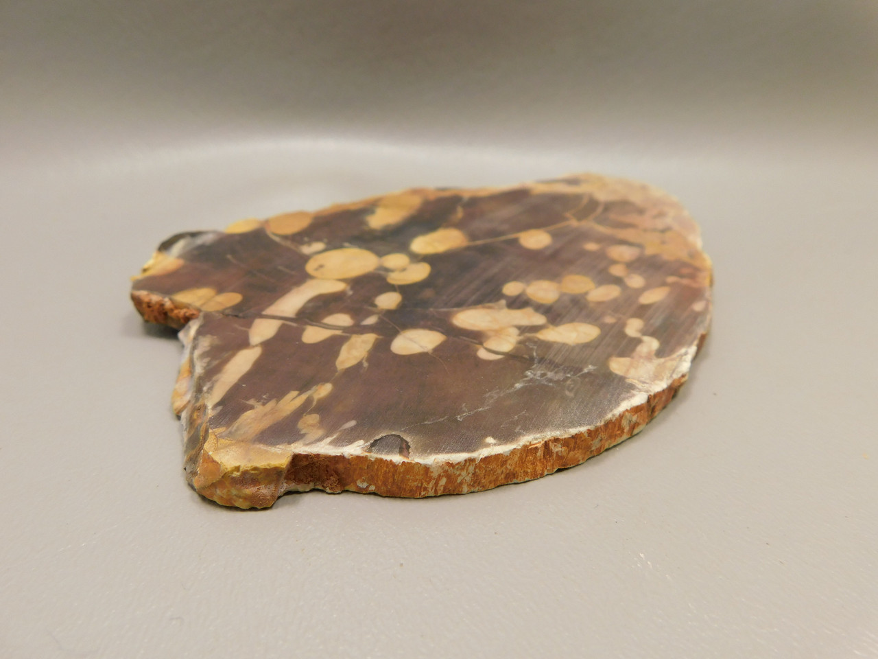 Petrified Peanut Wood Fossil Lapidary Stone Slab Rough Rock #O3