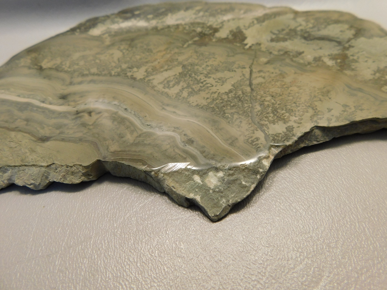 Cotham Marble Fossil 9.5 inch Polished Stone Slab Stromatolite Rock #O100