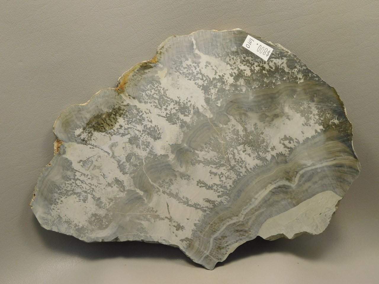 Cotham Marble Fossil 9.5 inch Polished Stone Slab Stromatolite Rock #O100