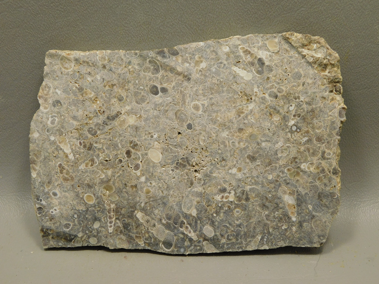Turritella Agate Stone Slab Lapidary Cabbing Rough Rock #O6