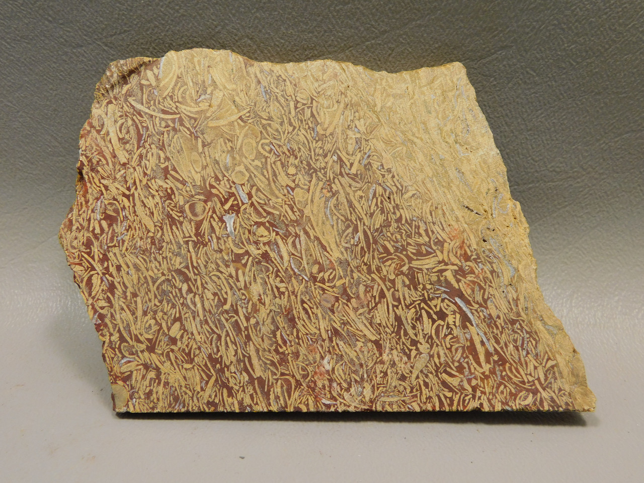 Coquina Jasper Lapidary Rough Rock Script Stone Slab Cabbing #O5