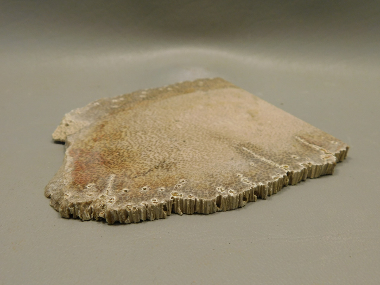 Petrified Palm Wood Rough Rock Stone Slab Fossilized Louisiana #O20