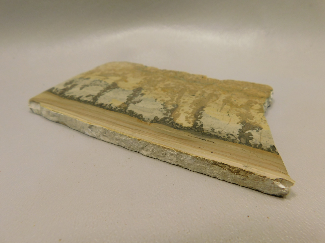 Cotham Marble Fossil Polished Stone Slab Stromatolite Rock #O25