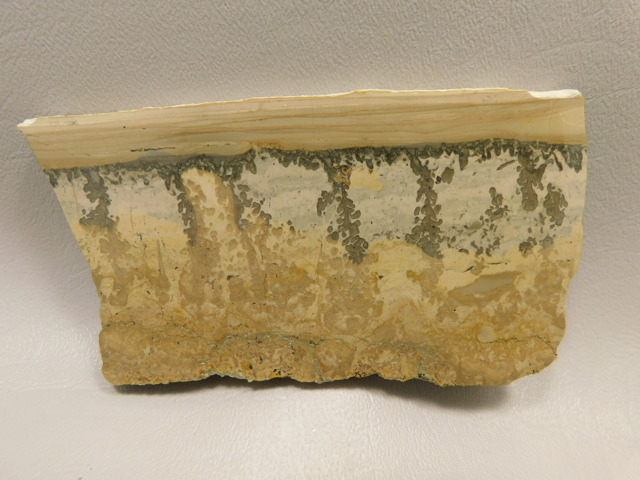 Cotham Marble Fossil Polished Stone Slab Stromatolite Rock #O25